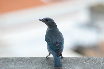 Fototapeta premium Sayaca Tanager contemplating the landscape from the top of an apartment balcony overlooking the city Tanager disputing food with others of the same species on an apartment balcony