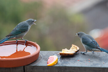 Sayaca Tanager disputing food with others of the same species on an apartment balcony