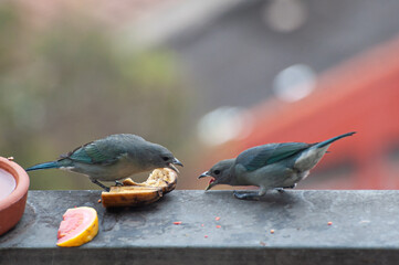 Sayaca Tanager disputing food with others of the same species on an apartment balcony