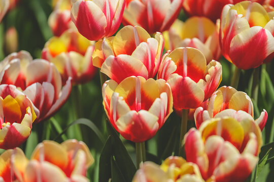 the Tulipa flowers in the backyard garden