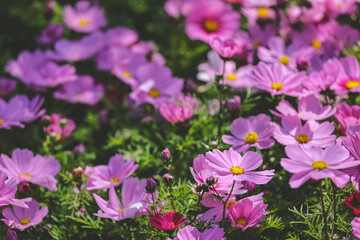 A large Galsang flower blooming in spring