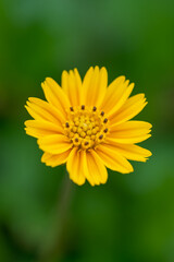Macro close-up of a small chrysanthemum