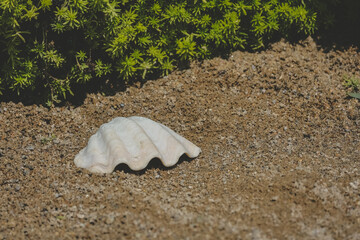 Fototapeta na wymiar the Sea shell on sand isolated on nare