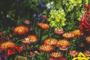 Zinnia flowers blooming in the garden at a sunny day
