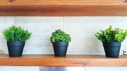 three Fresh green plants in pots placed on wooden shelves for home decoration
