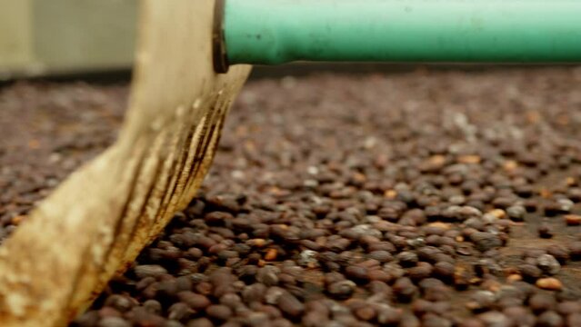 raking coffee beans close up