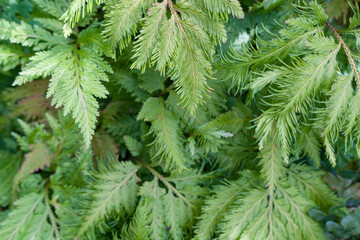 Beautiful ferns leaves green foliage natural floral fern background in sunlight.