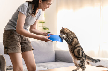 Young Asian woman cat owner giving food to her cute domestic cat at home. Adorable shorthair cat be feed by owner in living room. Human and pet relation domestic lifestyle concept. Focus on cat.	