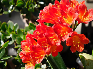 水滴の付いたクンシランの花