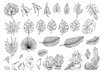 Tropical leaves set. Exotic plants in doodle style. Vector illustrations.