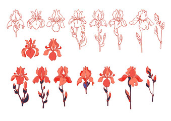Irises set. Botanical collection of irises. Garden plants. Vector illustrations.