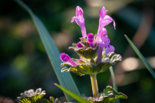 Wildflower Macro Photography with Natural Sunlight, Henbit Deadnettle Lamium Amplexicaule