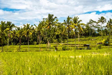 Tuinposter Desa mancingan rice field in Gianyar Regency, Bali, Indonesia © pierrick