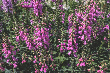 a Foxglove flowers, Fresh blooming at spring