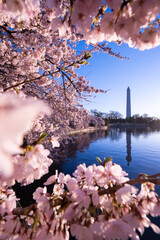 cherry blossom in spring - Washington dc