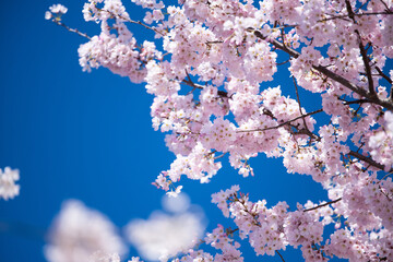 cherry tree blossom