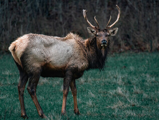 Fototapeta premium ELK in the woods
