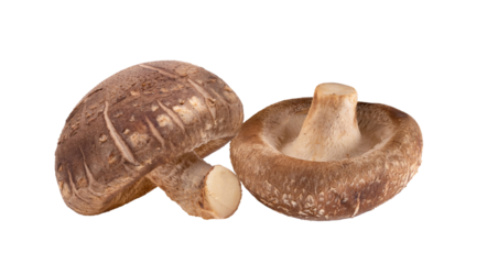 Shiitake Mushroom isolated on transparent png