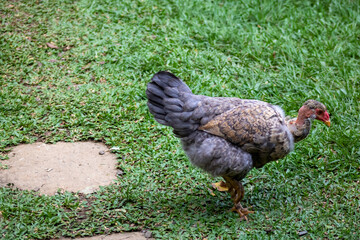 Galinha - Frango - Chicken