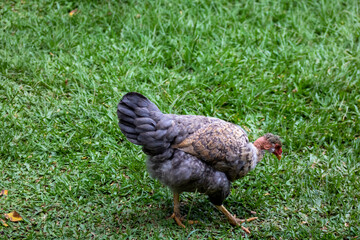 Galinha - Frango - Chicken