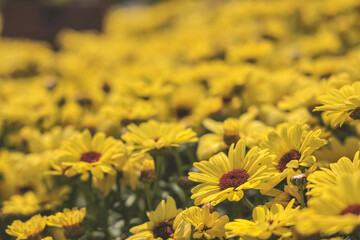 the Argyranthemum frutescens, yellow flowers in full bloom