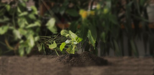 Young small sprout plant growing. Theme of agriculture and spring preparatory planting. Selective focus and blurred background.