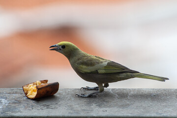 Palm Tanager eating a fruits on a balcony of an apartment in the city center