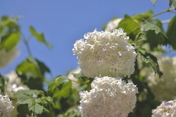 the White inflorescences of blooming decorative viburnum