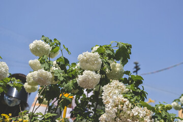 the White inflorescences of blooming decorative viburnum