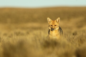 FOX HD PHOTOGRAPHY WILDLIFE FAUNA FLORA INCREDIBLE WILD