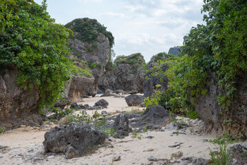 Fototapeta na wymiar 植物の生えた岩が立ち並ぶ海岸