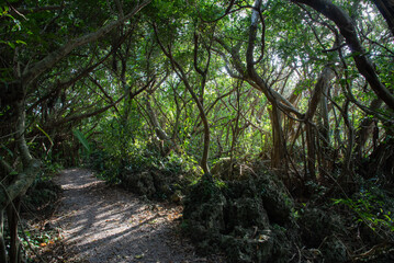 木漏れ日の当たる登山道