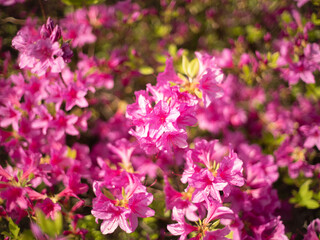 봄꽃 - 철쭉, 진달래 꽃