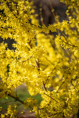 Plentiful blossoming of a forzition of European (Forsythia europaea)