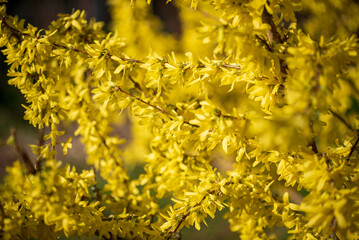 Plentiful blossoming of a forzition of European (Forsythia europaea)