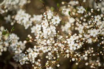 spring blossom tree in the garden