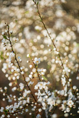 spring blossom tree in the garden