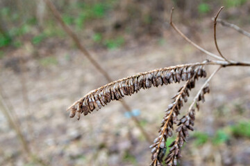 A close up of a plant with the word wild on it. High quality photo