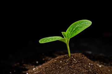 Close-up of a sprout of zucchini on a black background. 