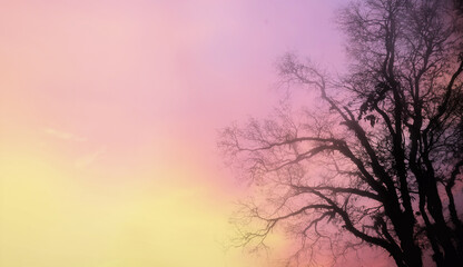 Silhouette image of tree on winter mist dramatic atmosphere with texture of branches on colorful twilight purple sky background.