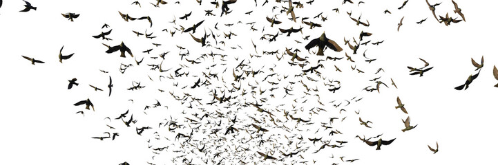 starlings, swarm of migrating birds isolated on transparent background banner