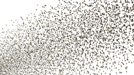 migrating starlings, massive swarm of birds isolated on transparent background