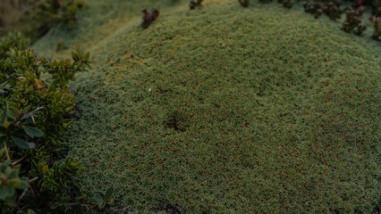 The endemic plant of South America is Yareta, Azorella compacta. An evergreen shrub with tightly pressed green leaves covered with wax. View from above. Close-up. Argentina