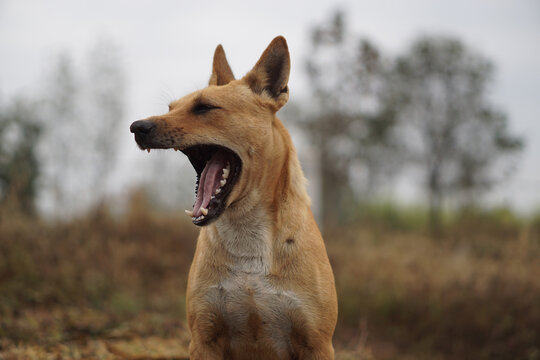 Portrait of a dog in the morning.