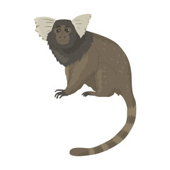 The western pygmy marmoset is a marmoset species. A small representative of the order of primates. Images for nature reserves, zoos and children's educational paraphernalia. Vector illustration.