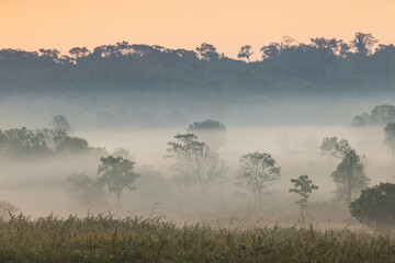 Fototapeta na wymiar Colorful in the morning at Phu Khieo wildlife Sanctuary, Chaiyaphom Province, Thailand.
