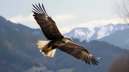 Zelfklevend Fotobehang The Mighty Hunter : Bald Eagle Captured in Stunning 35mm Detail © Abdo