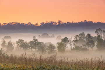Colorful in the morning at Phu Khieo wildlife  Sanctuary, Chaiyaphom Province, Thailand.