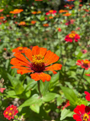 orange flower in the garden