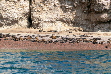 isla ballesta en paracas con aves y lobos marinos descansando en las orillas de la mar